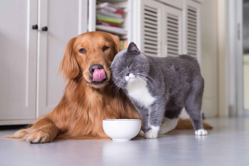Dog-Nutritionist-Food-03.png